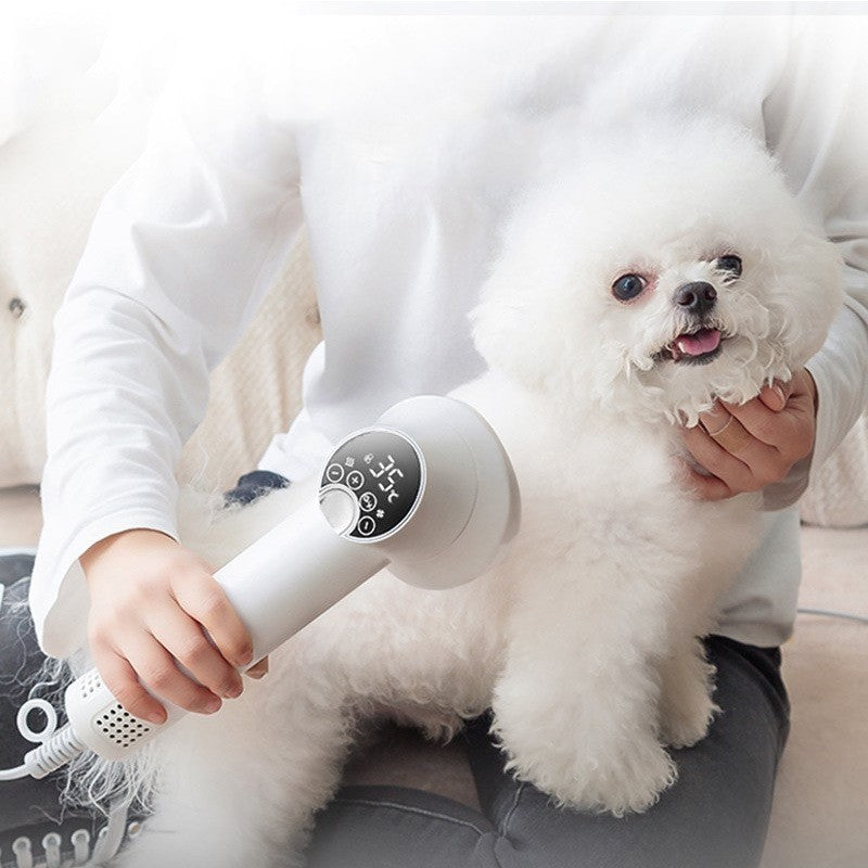 Smart Golden Retriever Pet Hairdress Blow & Comb